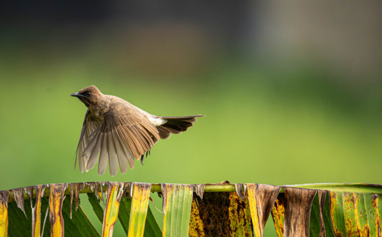 Bulbul s'envolant d'une feuille de bananier, photographie animalière de Ka.O